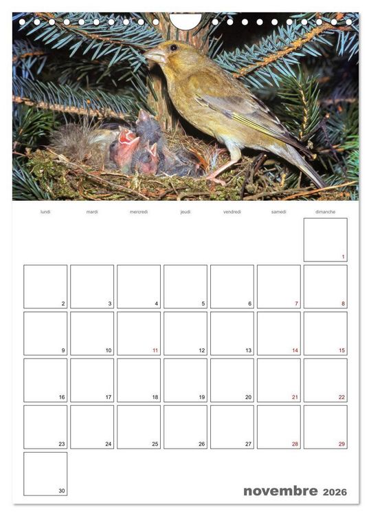Produktbild: Les passereaux &agrave; l'or&eacute;e de la vie (Calendrier mural 2026 DIN A4 horizontal), CALVENDO calendrier mensuel