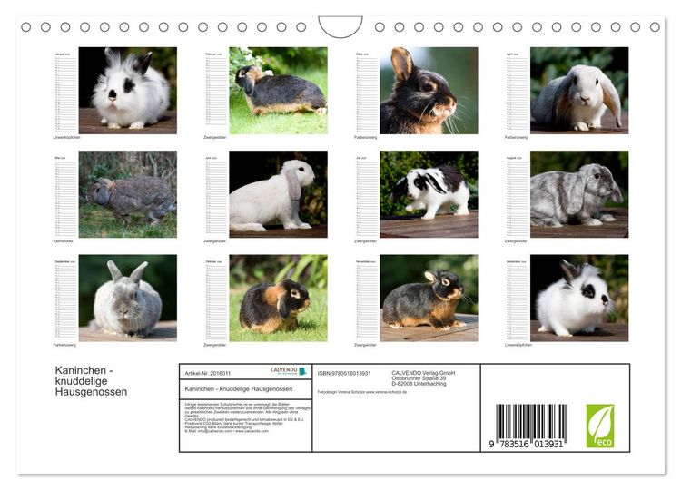 Produktbild: Kaninchen - knuddelige Hausgenossen (Wandkalender 2026 DIN A4 quer), CALVENDO Monatskalender