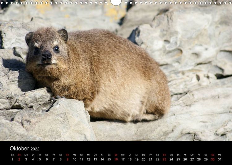 Produktbild: Faszinierendes S&uuml;dafrika / CH-Version (Wandkalender 2022 DIN A3 quer)