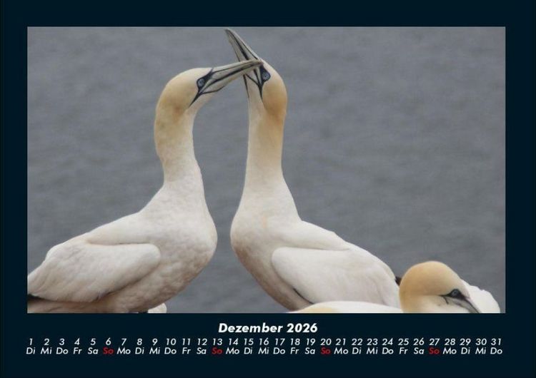 Produktbild: Vogelparadies 2026 Fotokalender DIN A4