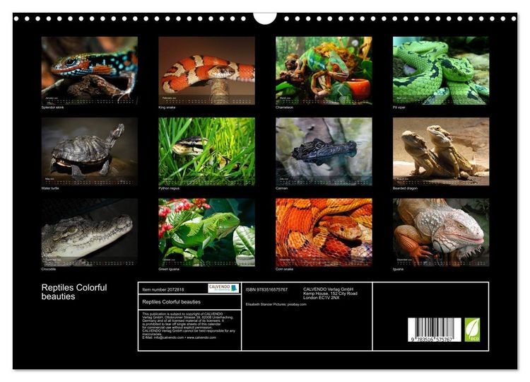 Produktbild: Reptiles Colorful beauties (Wall Calendar 2026 DIN A3 landscape), CALVENDO 12 Month Wall Calendar