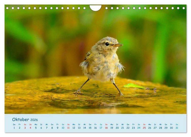 Produktbild: Sommer am Pool - Singv&ouml;gel an der Badestelle (Wandkalender 2026 DIN A4 quer), CALVENDO Monatskalender