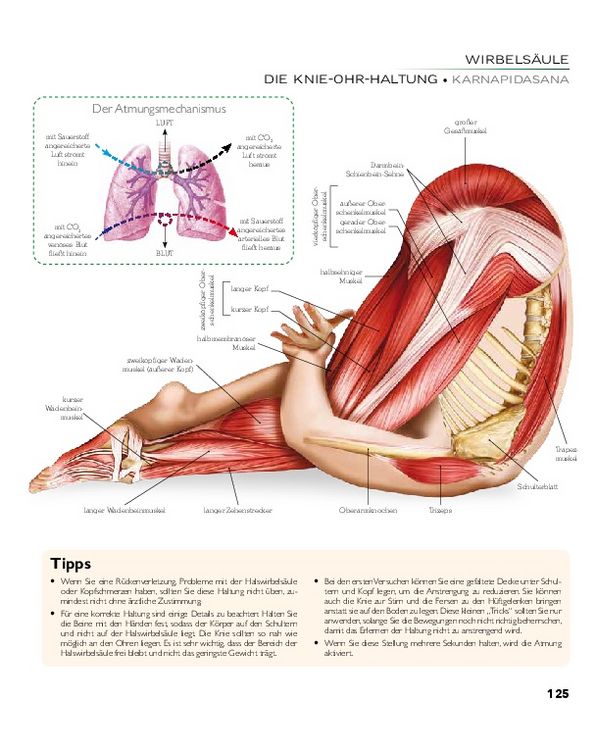 Produktbild: YOGA - Atlas der Anatomie