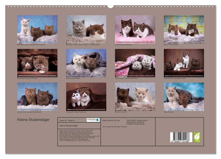 Produktbild: Kleine Stubenstiger (hochwertiger Premium Wandkalender 2026 DIN A2 quer), Kunstdruck in Hochglanz