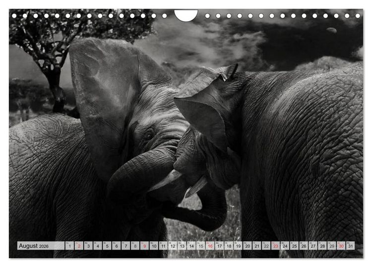 Produktbild: Wilde Tiere in schwarz-wei&szlig; (Wandkalender 2026 DIN A4 quer), CALVENDO Monatskalender