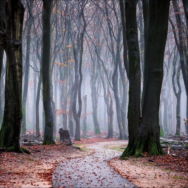 Produktbild: Magische W&auml;lder 2027