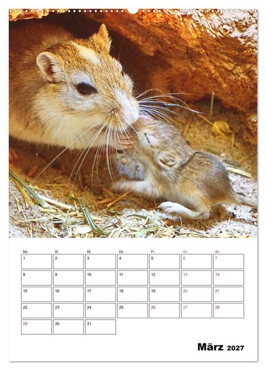 Produktbild: Mongolische Rennm&auml;use (Wandkalender 2027 DIN A2 hoch), CALVENDO Monatskalender
