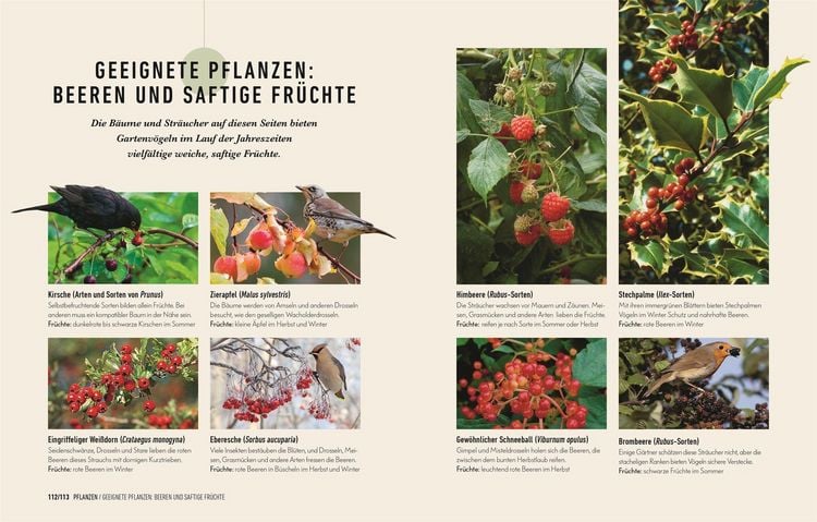 Produktbild: So locke ich V&ouml;gel in meinen Garten