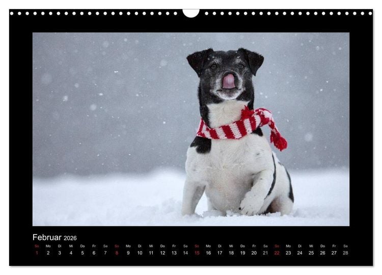 Produktbild: Jack Russell Terrier.....Ein Verwandlungsk&uuml;nstler namens Jake (Wandkalender 2026 DIN A3 quer), CALVENDO Monatskalender