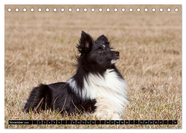 Produktbild: Shetland Sheepdogs - Kleine Charmeure (Tischkalender 2026 DIN A5 quer), CALVENDO Monatskalender