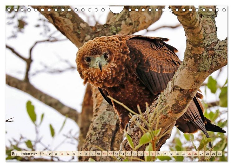 Produktbild: Afrikas Vogelwelt 2027 (Wandkalender 2027 DIN A4 quer), CALVENDO Monatskalender