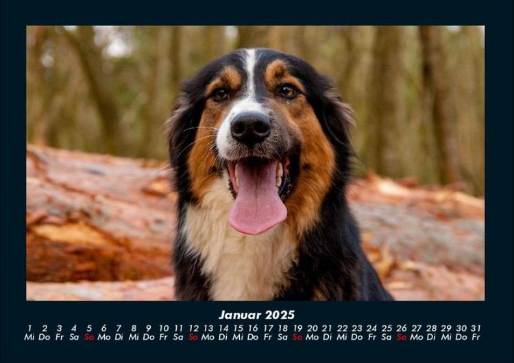 Produktbild: Hundezauber 2025 Fotokalender DIN A4
