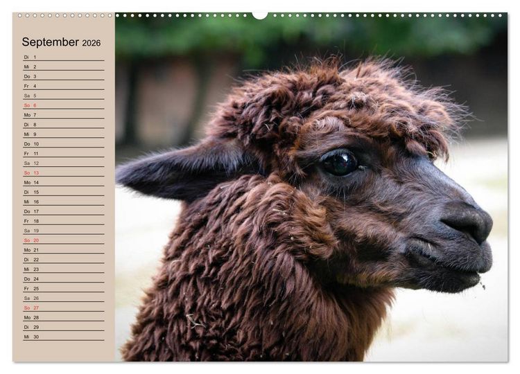 Produktbild: Alpakas und Lamas (hochwertiger Premium Wandkalender 2026 DIN A2 quer), Kunstdruck in Hochglanz