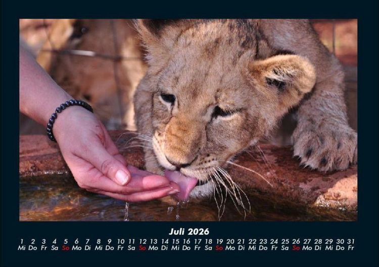 Produktbild: L&ouml;wen in der Wildnis 2026 Fotokalender DIN A4