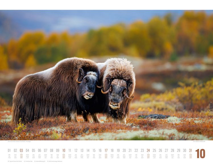 Produktbild: Tierwelt Skandinavien Kalender 2027