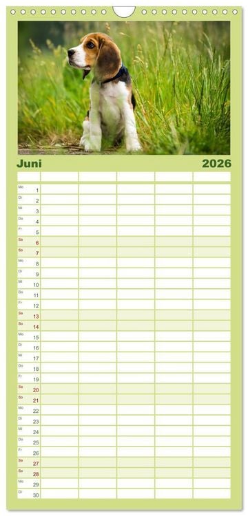 Produktbild: Familienplaner 2026 - Beaglebabys auf Entdeckungstour mit 5 Spalten (Wandkalender, 21 x 45 cm) CALVENDO