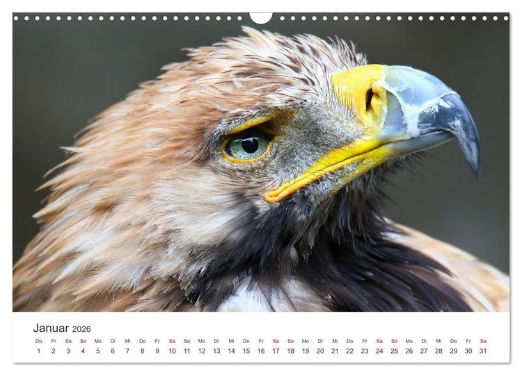 Produktbild: GREIFVOGEL- UND EULENPORTR&Auml;TS (Wandkalender 2026 DIN A3 quer), CALVENDO Monatskalender