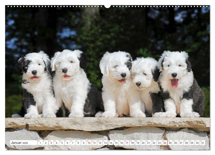 Produktbild: In der Kinderstube bei Familie Bobtail (Wandkalender 2026 DIN A2 quer), CALVENDO Monatskalender