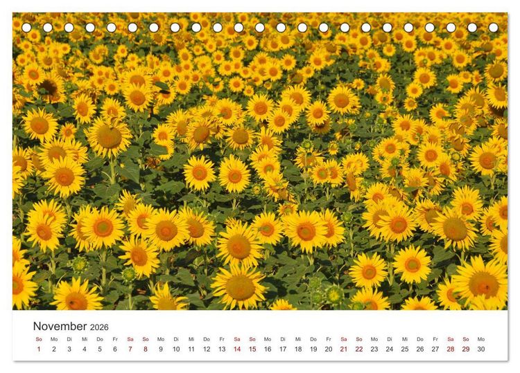 Produktbild: Sonnenblumen - Erstrahlen im freundlichen Gelb. (Tischkalender 2026 DIN A5 quer), CALVENDO Monatskalender