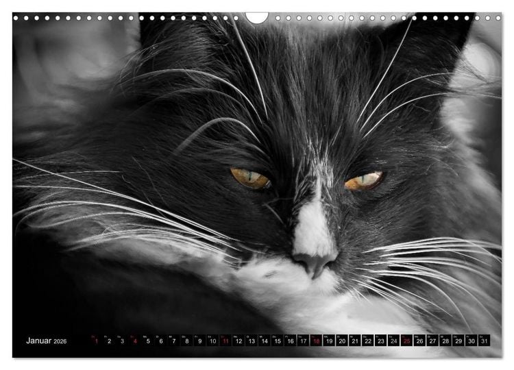 Produktbild: KATZEN Beautys (Wandkalender 2026 DIN A3 quer), CALVENDO Monatskalender