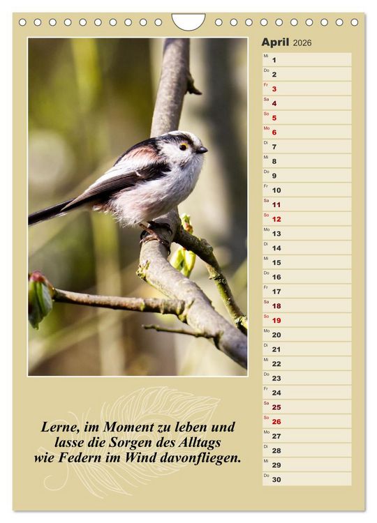 Produktbild: Schwanzmeisen, die niedlichen kleinen Pfannenstielchen (Wandkalender 2026 DIN A4 hoch), CALVENDO Monatskalender