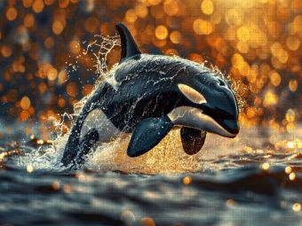 Produktbild: CALVENDO Puzzle Springender Orca | 1000 Teile Lege-Gr&ouml;&szlig;e 64x48cm Foto-Puzzle f&uuml;r gl&uuml;ckliche Stunden