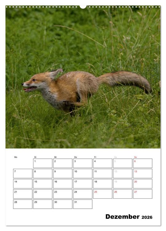 Produktbild: Rotfuchs - Impressionen (hochwertiger Premium Wandkalender 2026 DIN A2 hoch), Kunstdruck in Hochglanz
