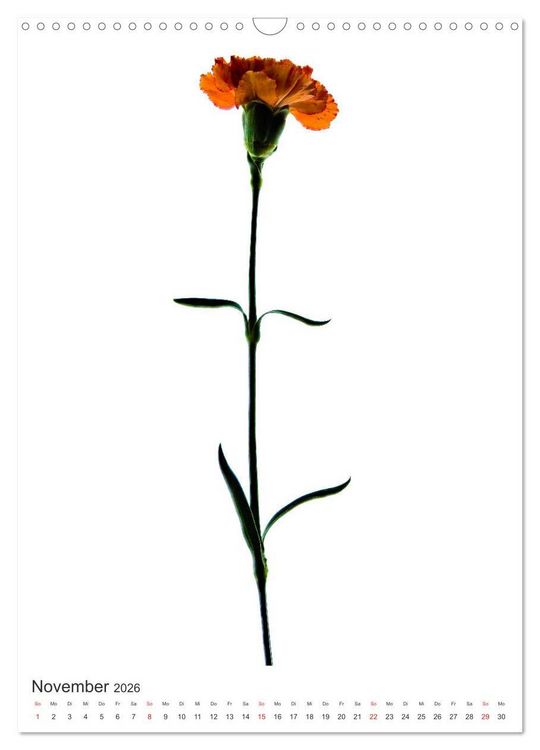 Produktbild: Blumen pur (Wandkalender 2026 DIN A3 hoch), CALVENDO Monatskalender