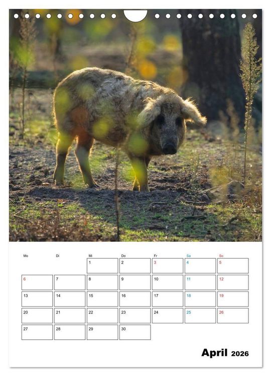 Produktbild: Schweine 2026 (Wandkalender 2026 DIN A4 hoch), CALVENDO Monatskalender