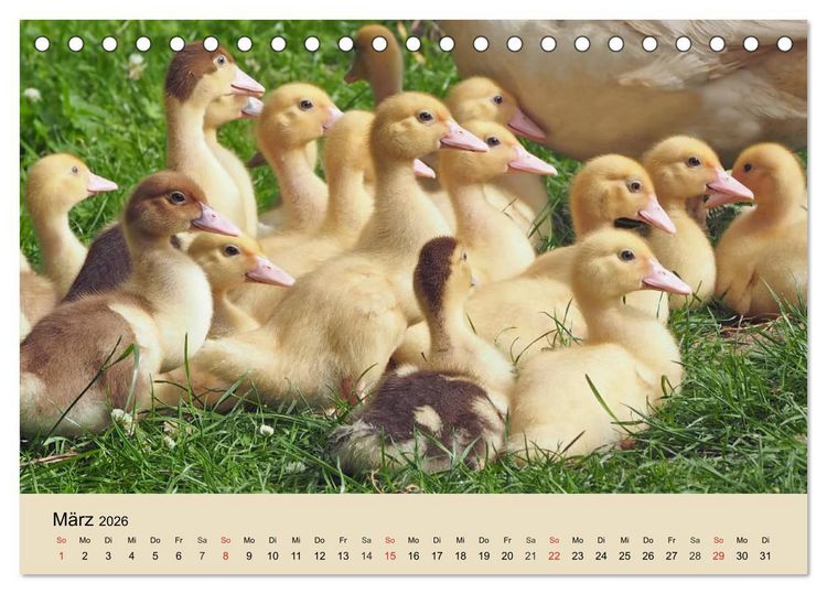 Produktbild: G&auml;nse. Von wegen dumme Gans! (Tischkalender 2026 DIN A5 quer), CALVENDO Monatskalender