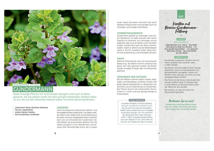 Produktbild: Wilde Ernte aus dem Wald - 40 essbare Pflanzen - einfache Bestimmung, kompaktes Wissen und leckere Rezepte