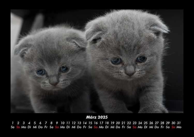 Produktbild: F&uuml;r Katzenfreunde 2025 Fotokalender DIN A3