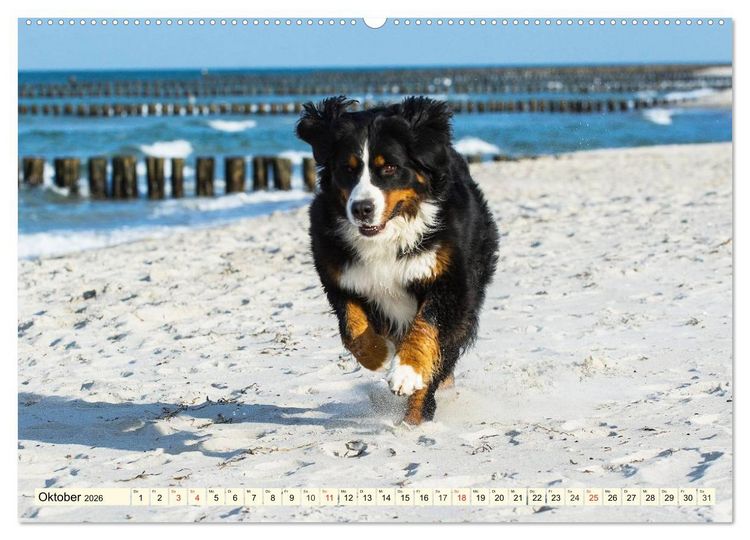 Produktbild: Berner Sennenhunde am Strand (Wandkalender 2026 DIN A2 quer), CALVENDO Monatskalender