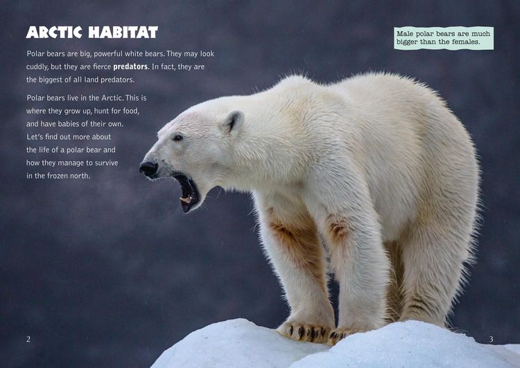 Produktbild: Collins Big Cat - The Life Cycle of a Polar Bear