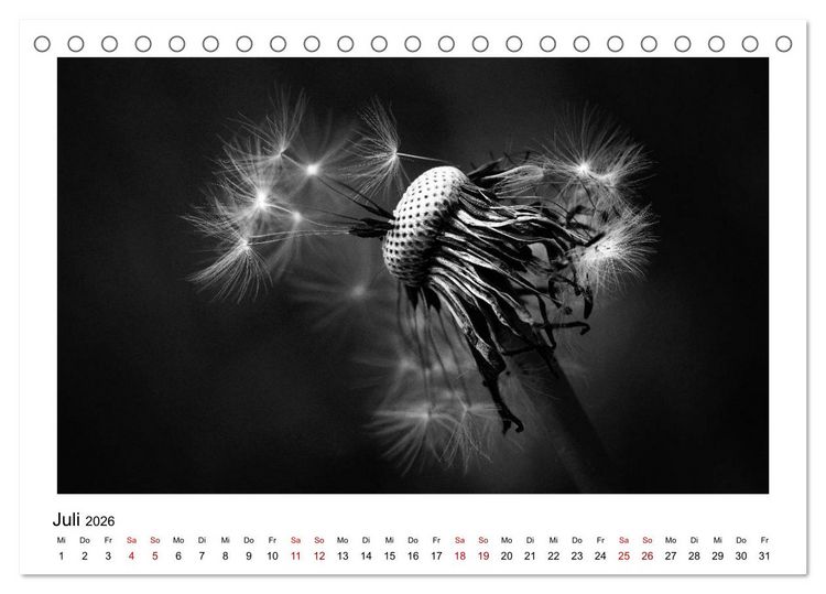 Produktbild: Die grafische Sch&ouml;nheit der Pflanzen &ndash; Schwarz-Wei&szlig; (Tischkalender 2026 DIN A5 quer), CALVENDO Monatskalender