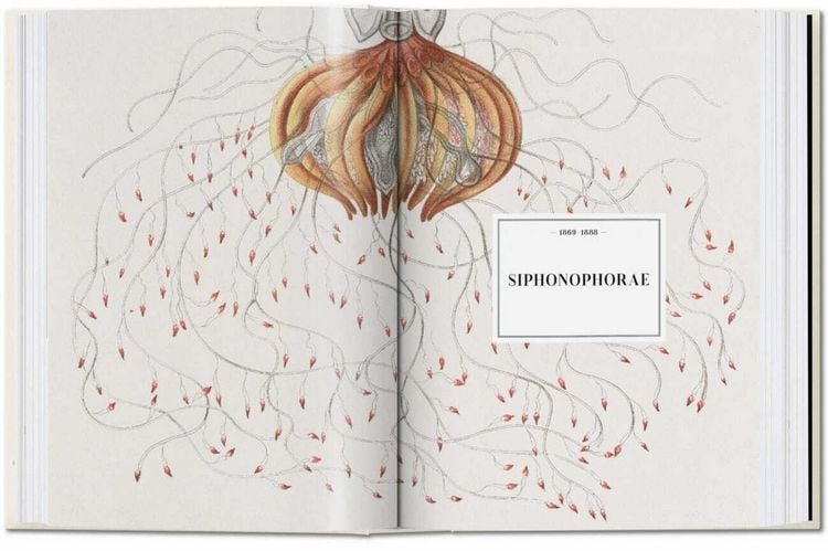 Produktbild: The Art and Science of Ernst Haeckel