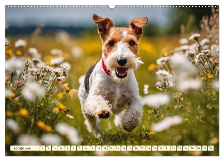 Produktbild: Drahthaar-Foxterrier (Wandkalender 2026 DIN A2 quer), CALVENDO Monatskalender