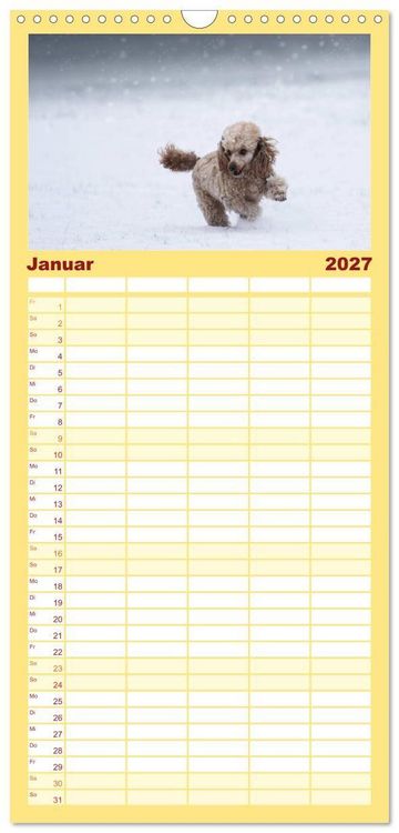 Produktbild: Familienplaner 2027 - Lockenw&ouml;lfe - Energieb&uuml;ndel Pudel mit 5 Spalten (Wandkalender, 21 x 45 cm) CALVENDO