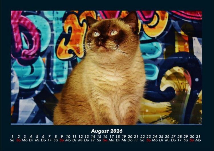 Produktbild: F&uuml;r Katzenfreunde 2026 Fotokalender DIN A4