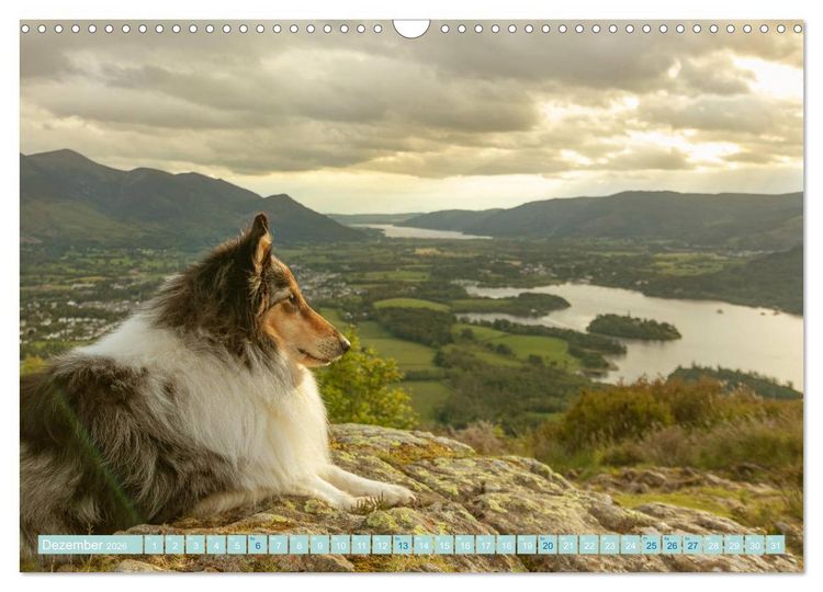 Produktbild: Highland-Collies - Auf vier Pfoten durch Schottland und Irland (Wandkalender 2026 DIN A3 quer), CALVENDO Monatskalender