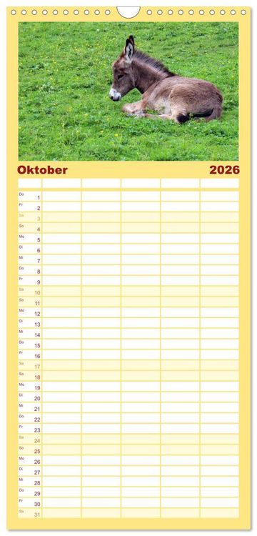 Produktbild: Familienplaner 2026 - Esel - h&uuml;bsch, klug und flei&szlig;ig mit 5 Spalten (Wandkalender, 21 x 45 cm) CALVENDO