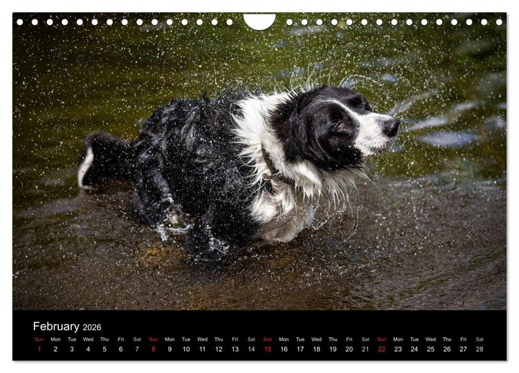 Produktbild: Beauty of a Border Collie (Wall Calendar 2026 DIN A4 landscape), CALVENDO 12 Month Wall Calendar