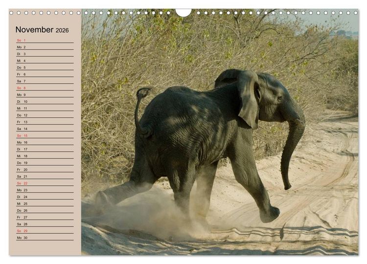 Produktbild: Elefanten. Sensible R&uuml;sseltiere (Wandkalender 2026 DIN A3 quer), CALVENDO Monatskalender
