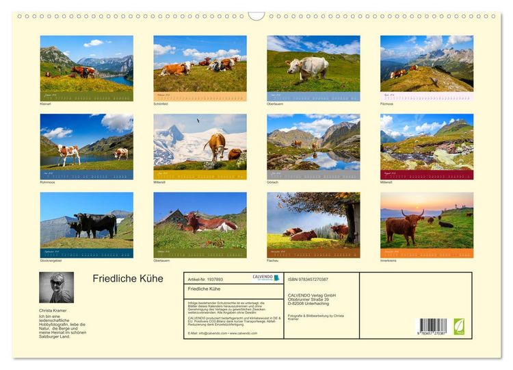 Produktbild: Friedliche K&uuml;he (Wandkalender 2026 DIN A2 quer), CALVENDO Monatskalender