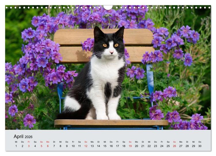 Produktbild: Katzen im Garten (Wandkalender 2026 DIN A3 quer), CALVENDO Monatskalender