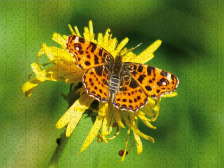 Produktbild: CALVENDO Puzzle Landk&auml;rtchen auf L&ouml;wenzahn 1000 Teile Lege-Gr&ouml;&szlig;e 64 x 48 cm Foto-Puzzle Bild von Kattobello