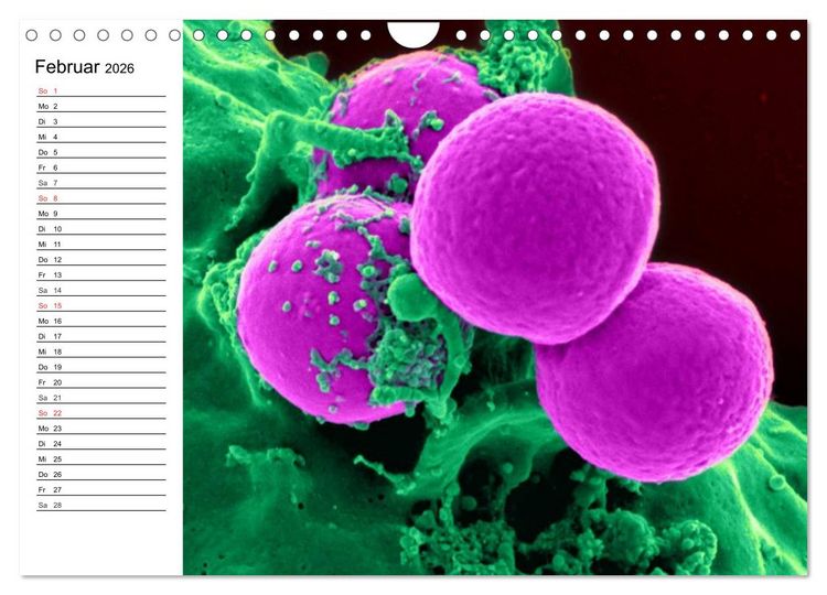 Produktbild: Mikrobiologie. Mikroorganismen, Genetik und Zellen (Wandkalender 2026 DIN A4 quer), CALVENDO Monatskalender