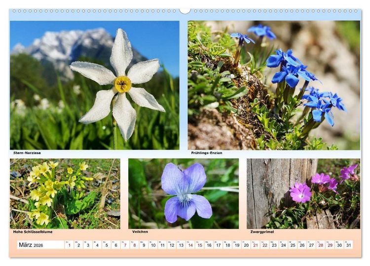 Produktbild: Alpiner Bl&uuml;tenzauber (Wandkalender 2026 DIN A2 quer), CALVENDO Monatskalender