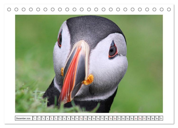 Produktbild: Papageientaucher 2026 - Magische V&ouml;gel des Nordmeers (Tischkalender 2026 DIN A5 quer), CALVENDO Monatskalender