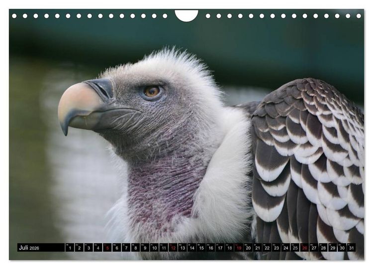 Produktbild: Adler und Greife - K&ouml;nige des Himmels (Wandkalender 2026 DIN A4 quer), CALVENDO Monatskalender